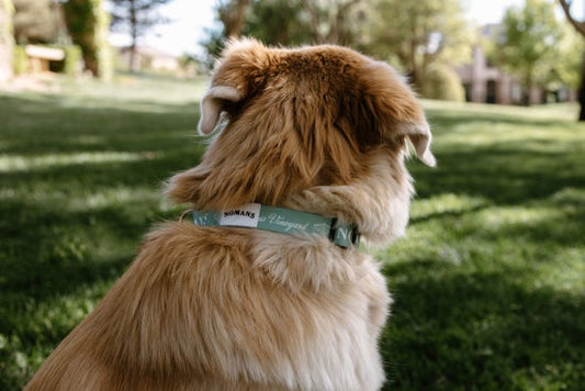Nomans Pet Collar