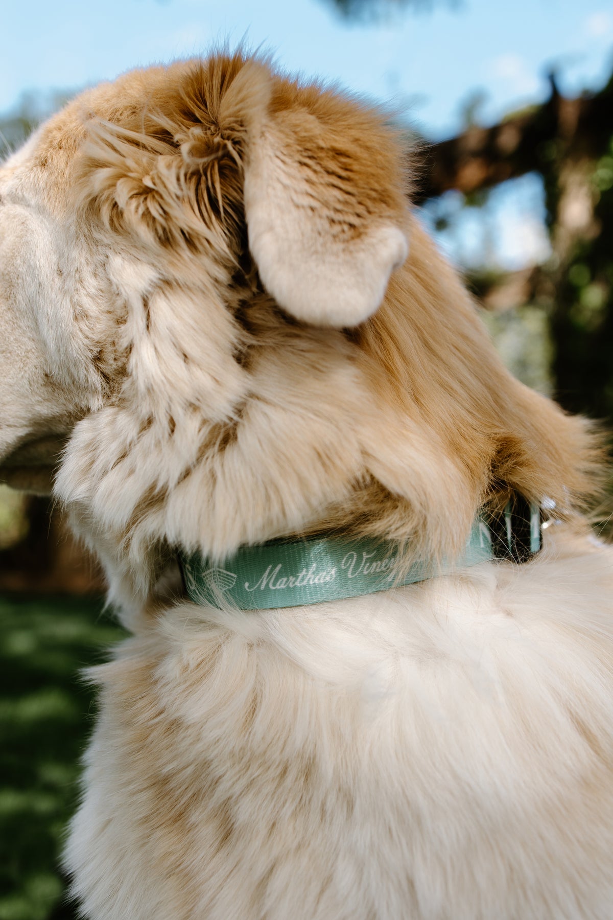 Nomans Pet Collar